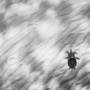 Green sea turtle (Chelonia mydas) swimming over sand ripples, Eleuthera, Bahamas Green sea turtle (Chelonia mydas) swimming over sand ripples, Eleuthera, Bahamas