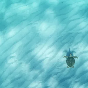 Green sea turtle Print, swimming over sand ripples in shallow water Green sea turtle Print, swimming over sand ripples in shallow water
