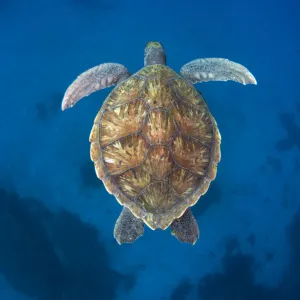 Green sea turtle (Chelonia mydas) Tenerife, Canary Islands