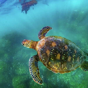 Green sea turtle (Chelonia mydas), yellow morph, swimming in shallows, Post Office Bay, Floreana Island, Galapagos Islands, Ecuador. Pacific Ocean