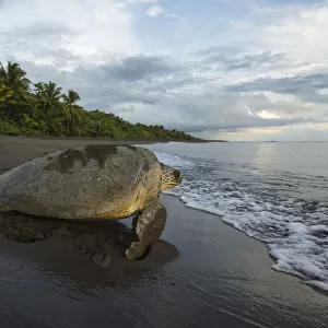 Green sea turtle female (Chelonia mydas) returning to the sea, Tortuguero National Park, Costa Rica