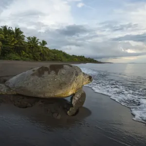 Green Sea Turtle Print: Female Returns to the Sea Green Sea Turtle Print: Female Returns to the Sea