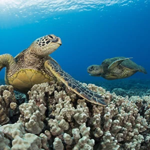 Green sea turtles (Chelonia mydas) on corals, Hawaii