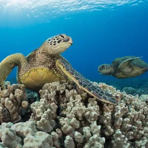 Green Sea Turtles on Coral Print