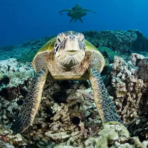 Green Sea Turtles at a Cleaning Station Print Green Sea Turtles at a Cleaning Station Print