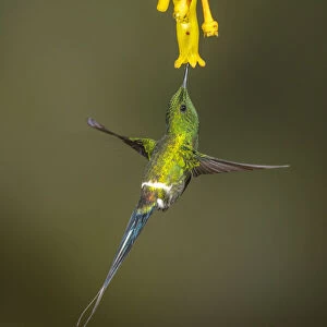 Green thorntail hummingbird ( Discosura conversii) feeding at flower