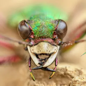La escarabajo tigre verde (Cicindela campestris) retrato de cerca, Birchover, Derbyshire, Reino Unido. Abril. Imagen con enfoque pila. La escarabajo tigre verde (Cicindela campestris) retrato de cerca, Birchover, Derbyshire, Reino Unido. Abril. Imagen con enfoque pila.