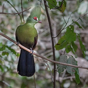 Green turaco (Tauraco persa) perched on branch, Brufut Forest, The Gambia