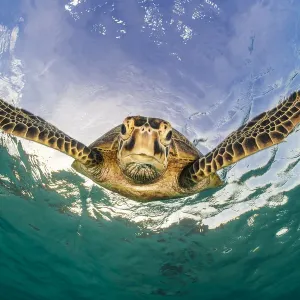 Green turtle descending underwater print Green turtle descending underwater print