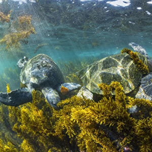 Green turtle (Chelonia mydas) feeding in algae-rich shallows, Isabela Island, Galapagos
