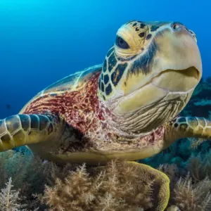 Green turtle female on coral reef print Green turtle female on coral reef print