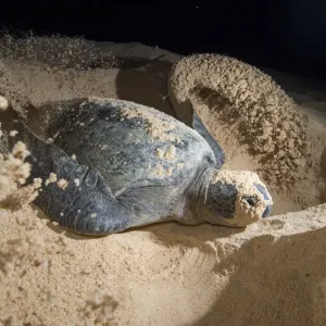 Green turtle (Chelonia mydas) female digging nest, North coast, Santa Cruz Island Green turtle (Chelonia mydas) female digging nest, North coast, Santa Cruz Island