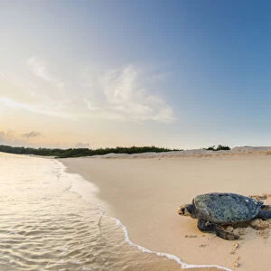 Green turtle (Chelonia mydas), female returning to the sea after egg laying, Puerto Pajas