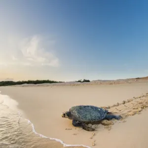 Green turtle returning to the sea, Print Green turtle returning to the sea, Print