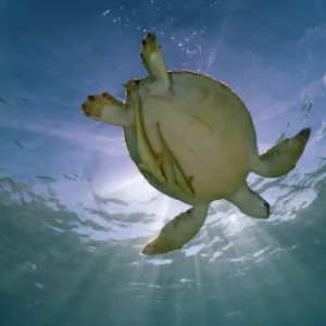 Green turtle in sunlight, Akumal Print Green turtle in sunlight, Akumal Print