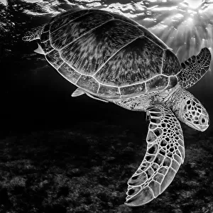 Green turtle (Chelonia mydas) with rays of sunlight, black and white image, Akumal, Caribbean Sea, Mexico, July. Second place in the Visions of our Nature 2018