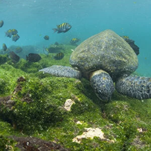 Green turtle (Chelonia mydas) swimming, Punta Espinosa, Fernandina Island, Galapagos, Ecuador, May