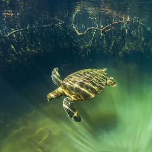Tortuga verde (Chelonia mydas) nadando cerca de la costa con raíces de manglar. Tortuga verde (Chelonia mydas) nadando cerca de la costa con raíces de manglar.