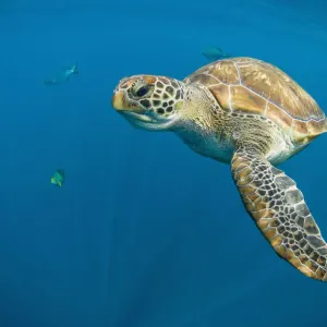 Green turtle swimming in the Andaman Sea Print Green turtle swimming in the Andaman Sea Print