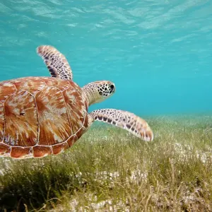 Green Turtle Print, Grenadines, Caribbean Sea Green Turtle Print, Grenadines, Caribbean Sea