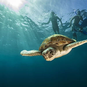 Green turtle (Chelonia mydas) swimming with snorkelers in the background, Canary Islands