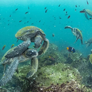 Green turtle (Chelonia mydas) visiting a cleaning station, Galapagos, South America