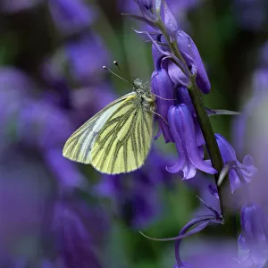 Green-veined white butterfly (Pieris napi) resting on Bluebell flower, Clare Glen