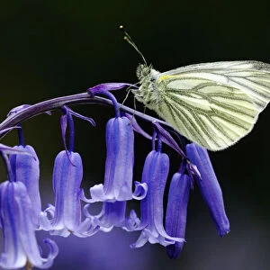 Green Veined White Butterfly (Pieris napi) resting on the flowering stem of a native