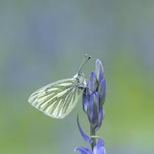 Green-veined white butterfly (Pieris napi) resting on a flower, Tandragee, County Armagh, Northern Ireland. May