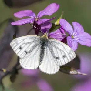 Green-veined white butterfly (Pieris napi) female, Wiltshire, England, UK, May Green-veined white butterfly (Pieris napi) female, Wiltshire, England, UK, May