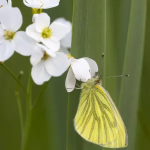 Green-veined white butterfly print, Whitelye Common Nature Reserve Green-veined white butterfly print, Whitelye Common Nature Reserve