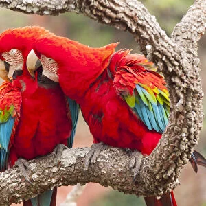 Green-winged macaws (Ara chloroptera) preening each other. Brazil. South America