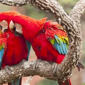 Green-winged macaws preening each other, Print Green-winged macaws preening each other, Print