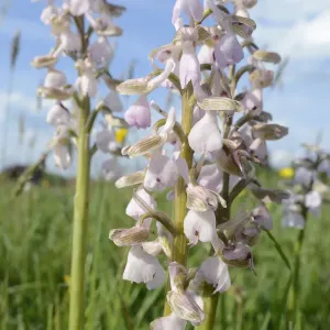 Green-winged orchid Print, pale pink/white form in a clump