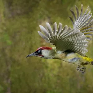 Green woodpecker {Picus viridis} male in flight, Lorraine, France