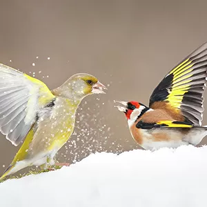 Greenfinch (Carduelis chloris) and Goldfinch (Carduelis carduelis) fighting in snow, Poland. February