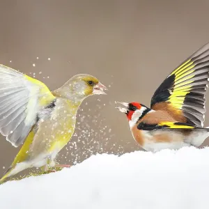 Greenfinch and Goldfinch Print, Poland Greenfinch and Goldfinch Print, Poland