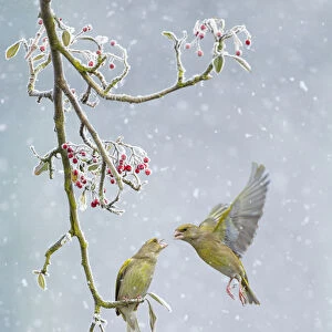 Greenfinch (Carduelis chloris) pair, one perched on branch and one hovering in snowfall