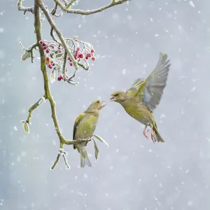 Greenfinch (Carduelis chloris) pair, one perched on branch and one hovering in snowfall Greenfinch (Carduelis chloris) pair, one perched on branch and one hovering in snowfall