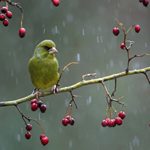 Greenfinch (Carduelis chloris) perched on a branch of hawthron a snowy day