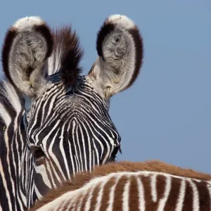 Grevy zebra (Equus grevyi) partial head portrait over back of foal, captive Grevy zebra (Equus grevyi) partial head portrait over back of foal, captive