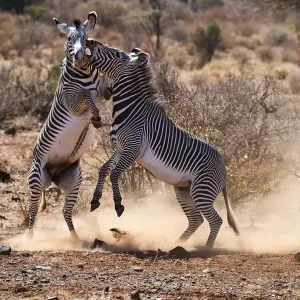 Grevy's Zebra Stallions Fighting Print Grevy's Zebra Stallions Fighting Print