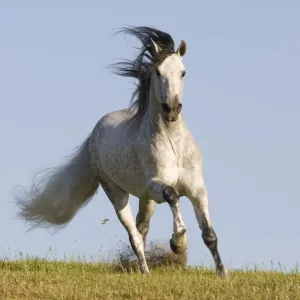 Grey Andalusian / Spanish stallion running, California, USA Grey Andalusian / Spanish stallion running, California, USA