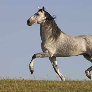 Grey Andalusian / Spanish stallion running, California, USA