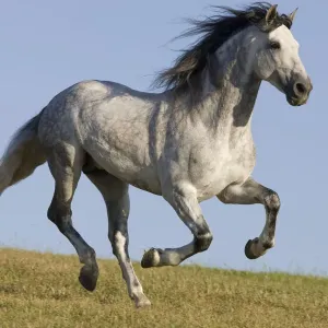 Grey Andalusian / Spanish stallion running, California, USA Grey Andalusian / Spanish stallion running, California, USA