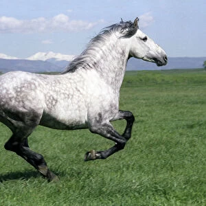 Grey Andalusian stallion cantering with Rocky mtns behind, Colorado, USA
