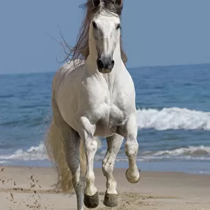 Grey Andalusian stallion running on the beach at Ojai, California, USA