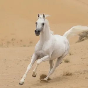 Grey Arabian Stallion Print Grey Arabian Stallion Print