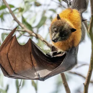 Grey-headed flying-fox bat print Grey-headed flying-fox bat print
