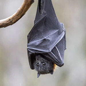 Grey-headed flying-fox (Pteropus poliocephalus) hanging from a branch. Yarra Bend Park